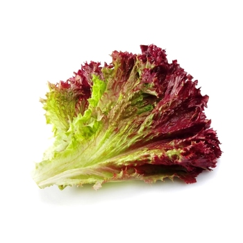 Lettuce Leaf (Red)