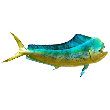 Mahi Mahi