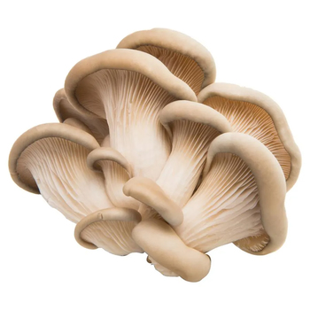 Mushrooms (Oyster)