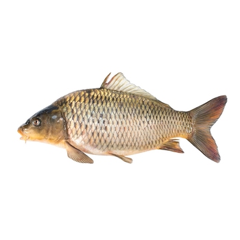 Carp (Fish)