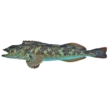 Lingcod