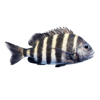 Sheepshead