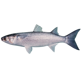 Striped Mullet