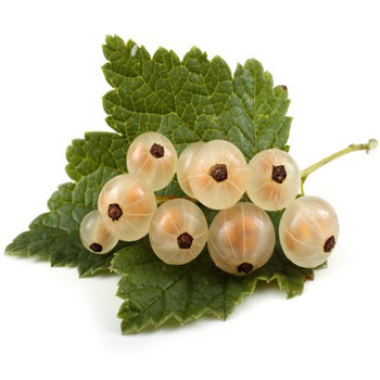 Currant (White)