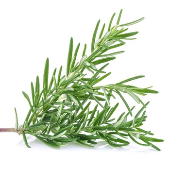  Rosemary