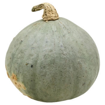  Hubbard Squash