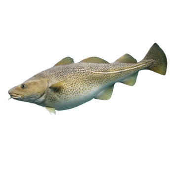  Atlantic Cod