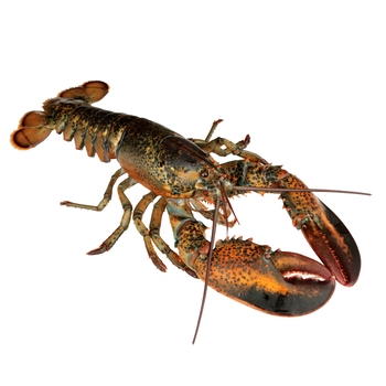 Northern Lobster