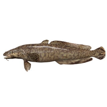 Burbot (Fish)