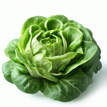  Butter Lettuce