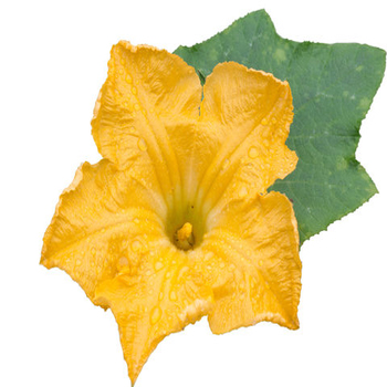  Pumpkin flower