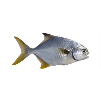  Florida Pompano