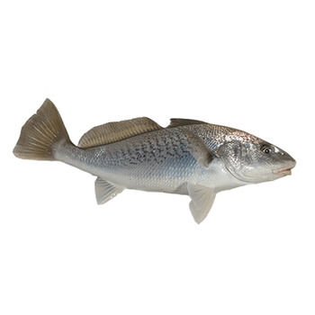  Atlantic Croaker