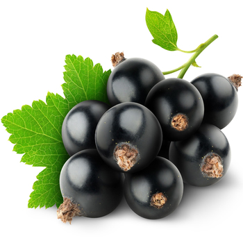  Currant (Black)