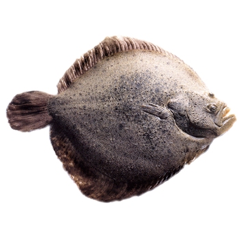 European Turbot