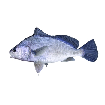 Freshwater Drum