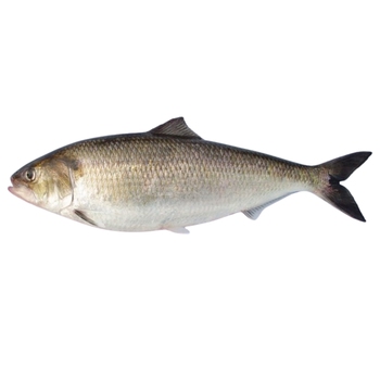  American shad