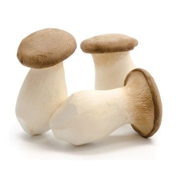  Mushrooms (King Oyster)