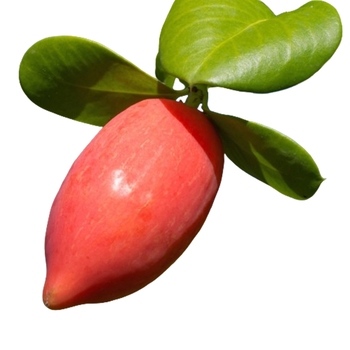  Natal Plum