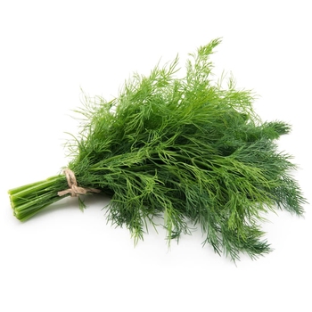 Dill