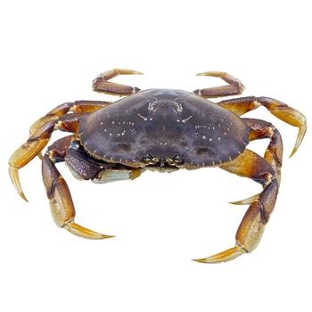 Dungeness Crab