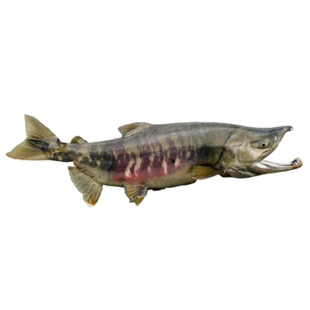 Chum Salmon