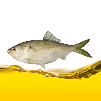 Oil (Menhaden)