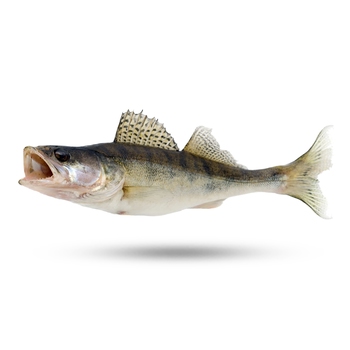 Walleye Pike