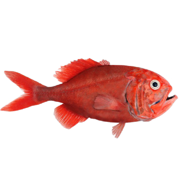  Orange Roughy