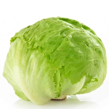  Iceberg Lettuce