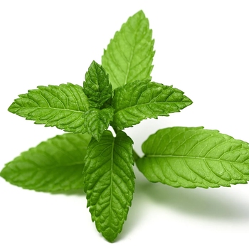 Spearmint