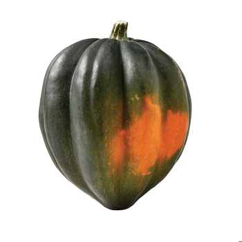  Acorn Squash