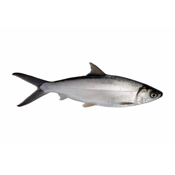  Milkfish