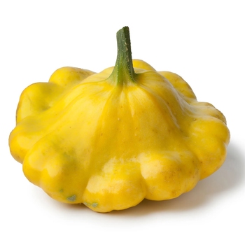  Scallop Squash