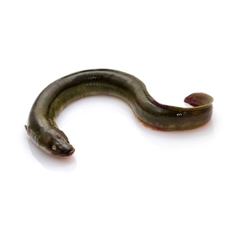 Eel