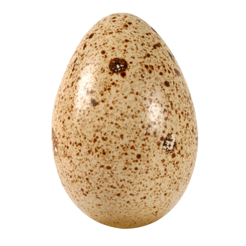 Turkey Egg