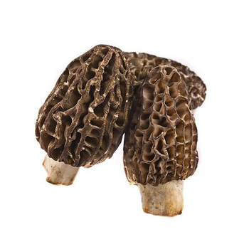  Mushrooms (Morel)