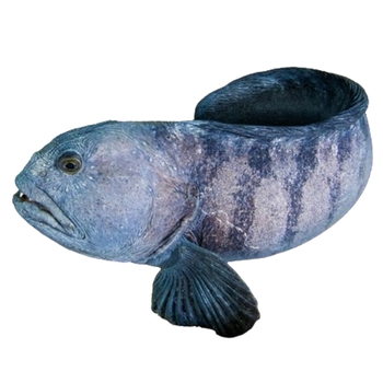  Atlantic Wolffish