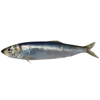  Pacific Herring