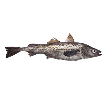 Alaska pollock