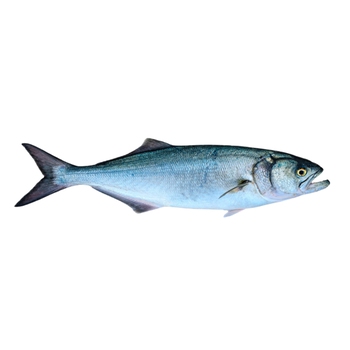 Bluefish