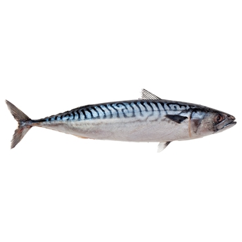 Atlantic Mackerel